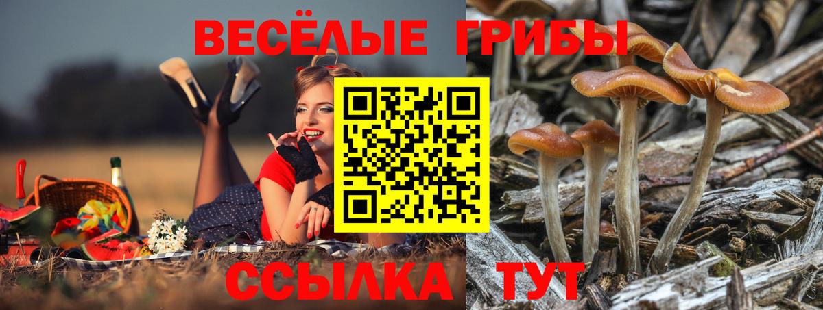 Галлюциногенные грибы Cubensis  Вход с VPN  Котлас 
